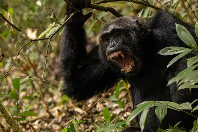 QCHIMPANZEES IN UGANDA LOCKED IN VICIOUS 'CIVIL WAR', SAY RESEARCHERS