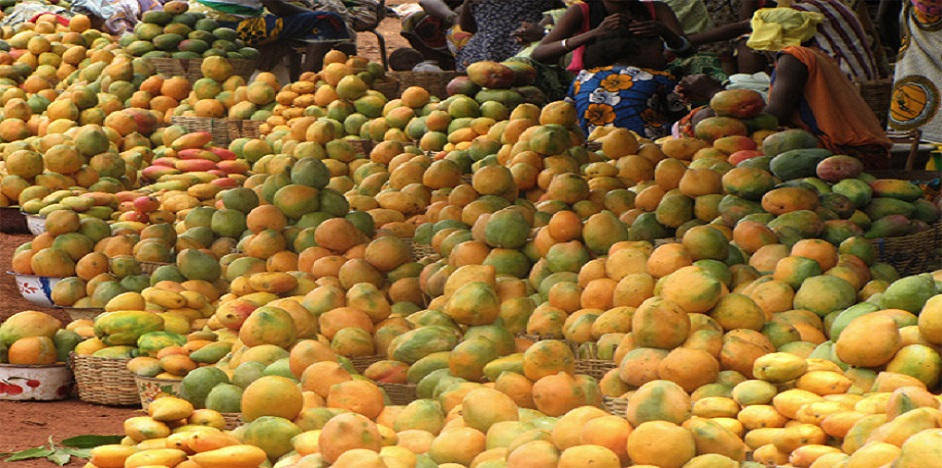From farm to market, mango innovation is driving new economic opportunities.