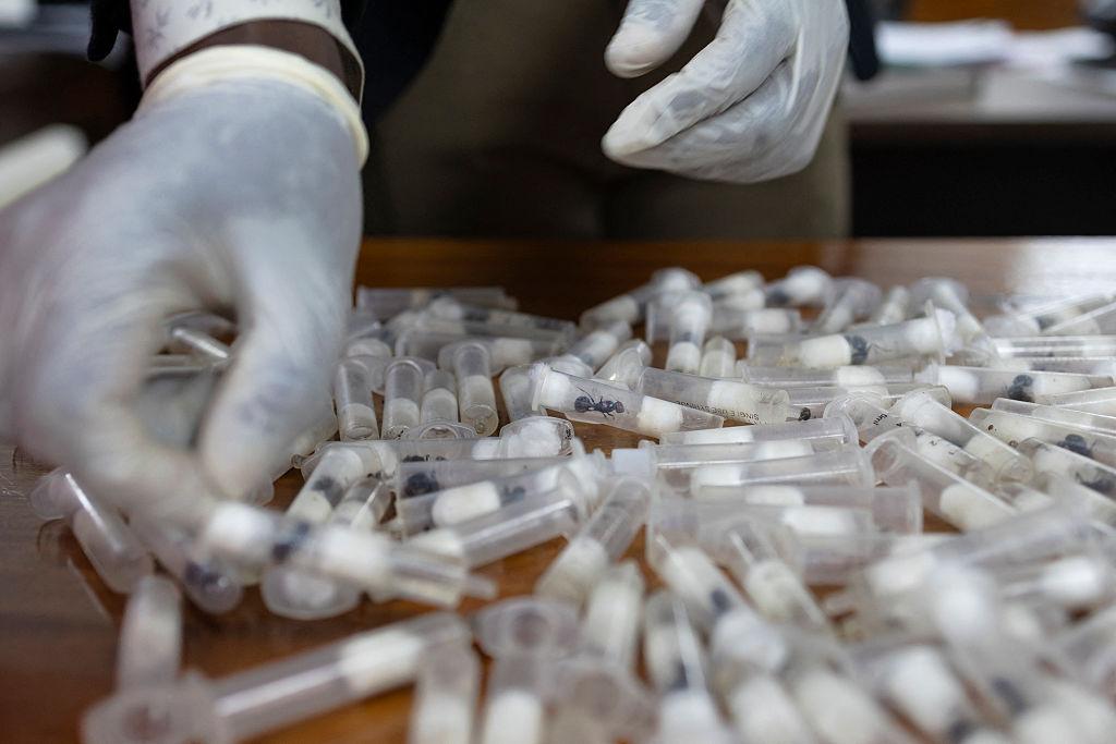 Kenya jailed a Chinese national for smuggling over 2,200 live ants.